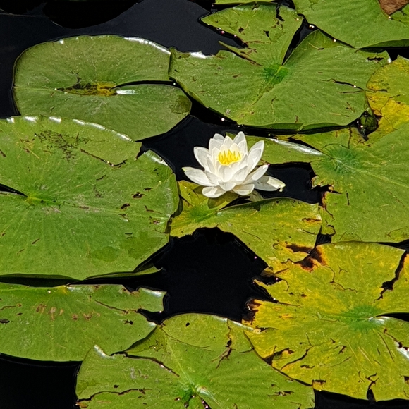 Meet your Posher, Dulce - Picture 3 of 8